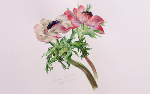 anemone