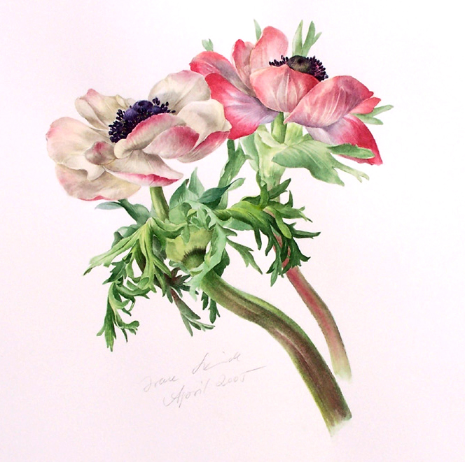 anemonen