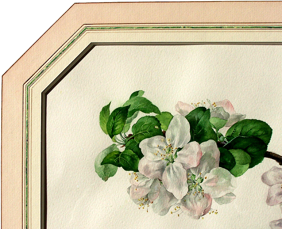 appel blossom
