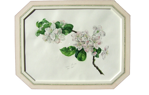 appel blossom