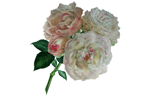 rose '  Eden'