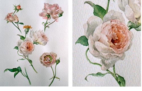 rambler rose
