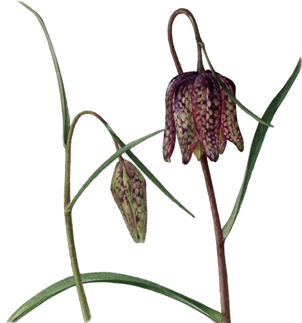 checkered lily