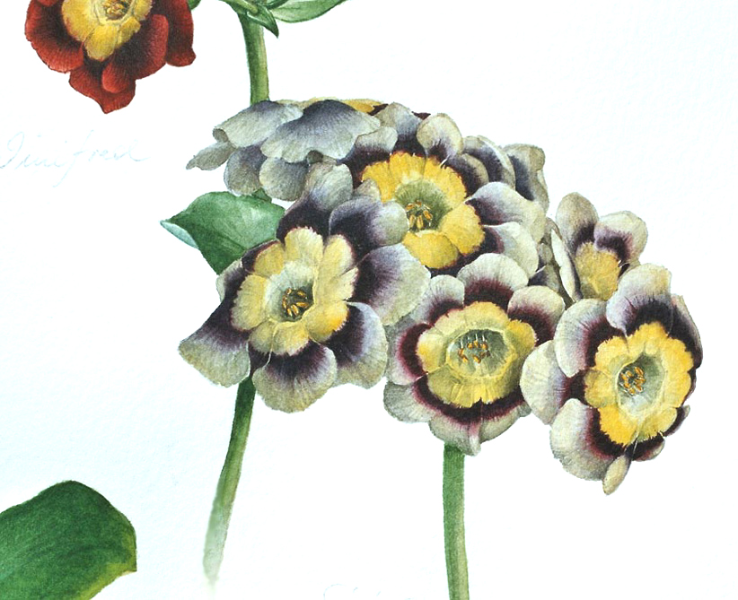 Aurikel 'Sirius'