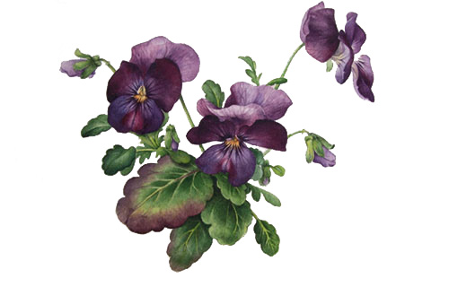 pansy