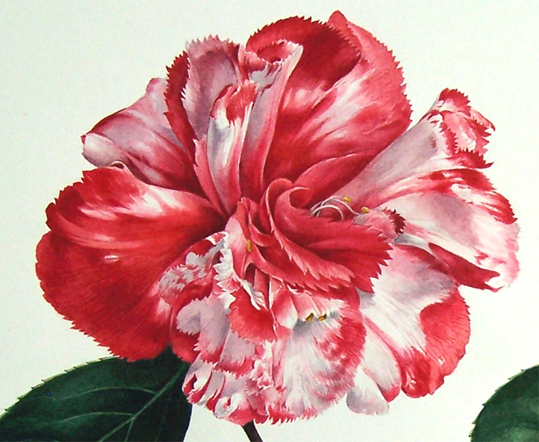 camellia 'Ville de Nantes'