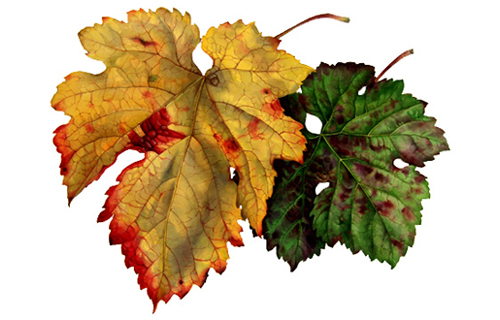Herbstweinlaub