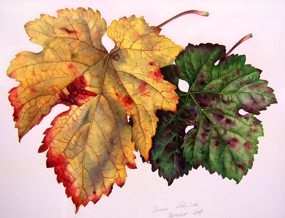 Weinbl&auml;tter