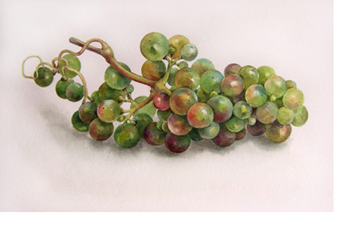 grape